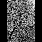 winterblicke048_sw.jpg